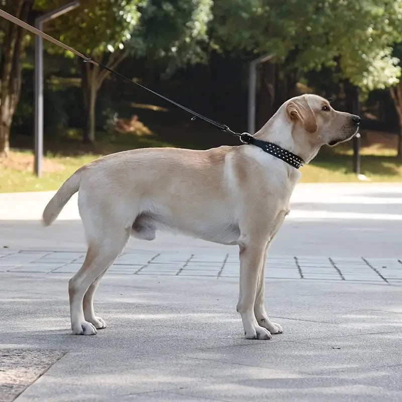 Dog Collar And Leash Set